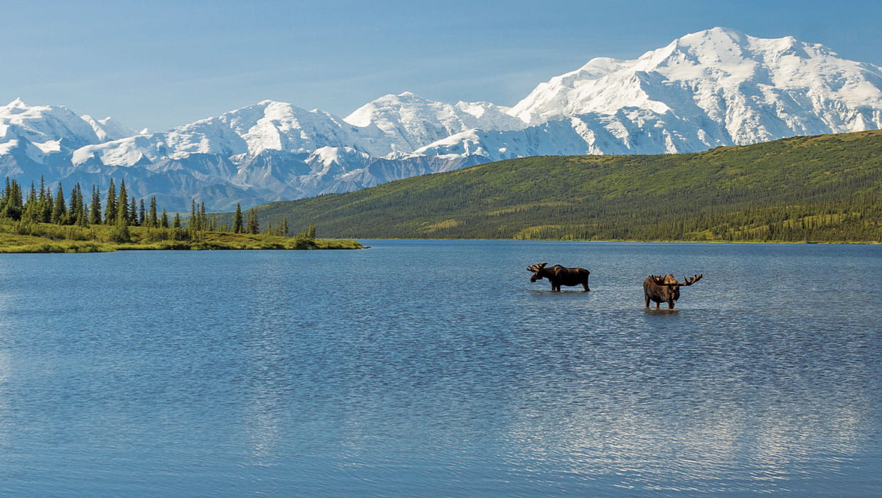 Two moose standing in river with mountains in background