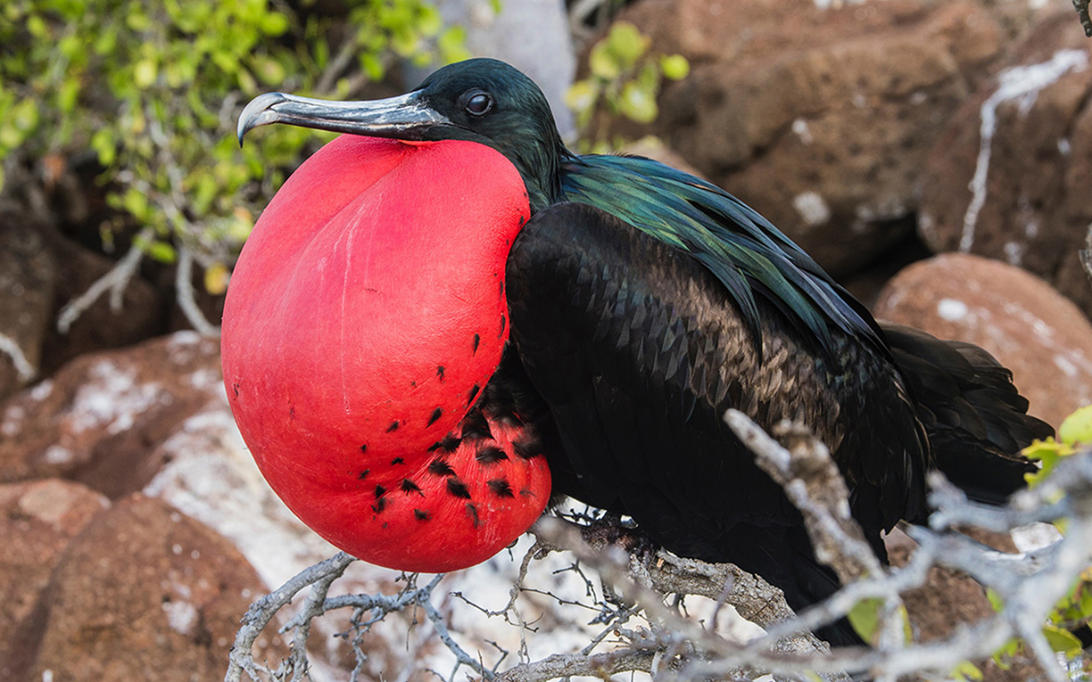 Red bird with green and blue feathered back sitting on a branch