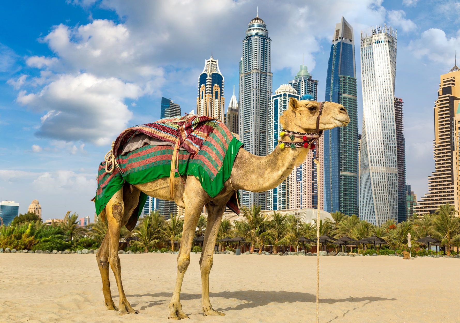 camel standing in sand in front of city skyline 
