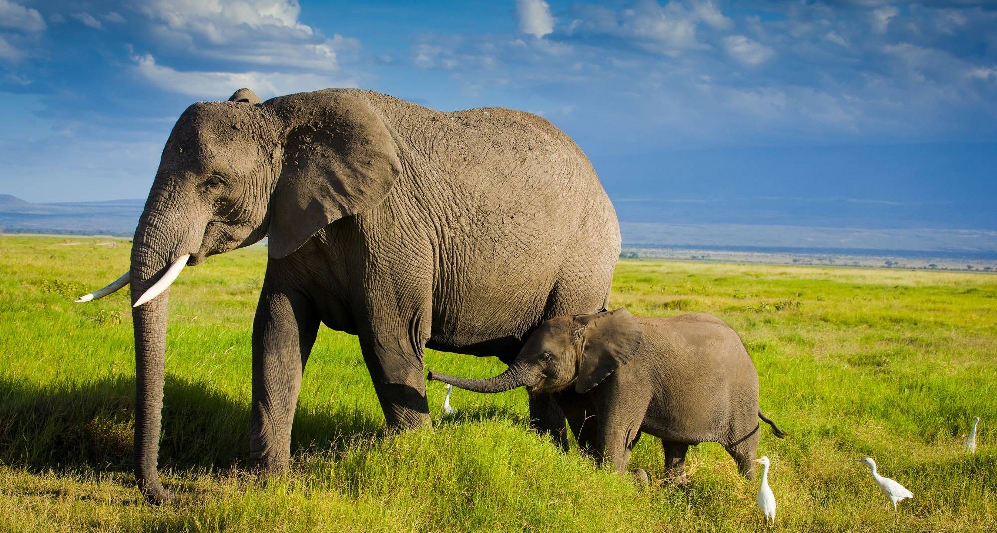 Two elephants in grass