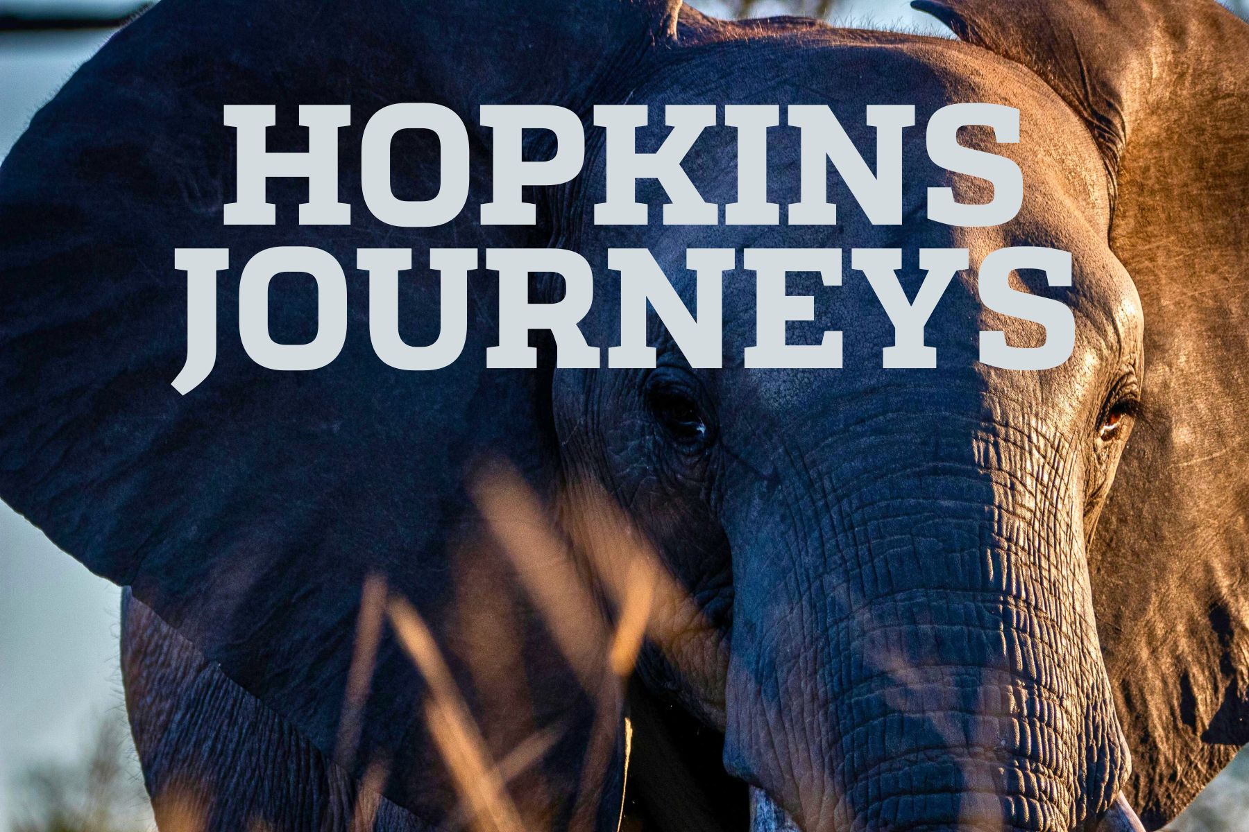 Hopkins Journeys_Elephant