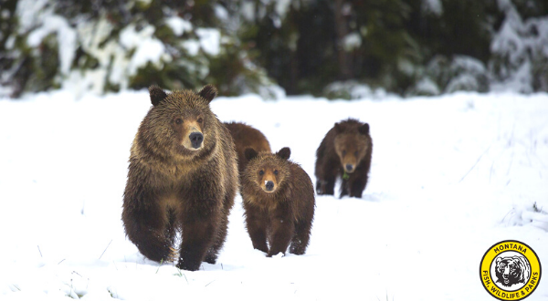 Living in Bear Country