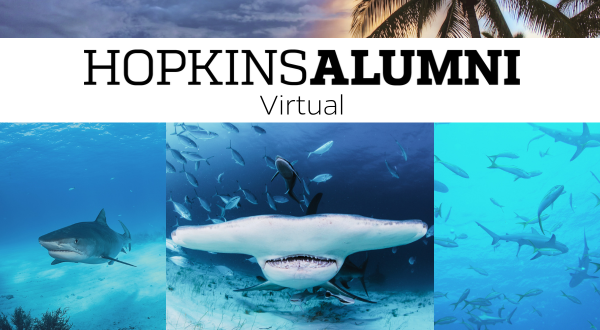 Bimini Biological Field Station - Virtual Program: Bahamas Shark Lab Header Image